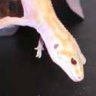 Leopardgeckopunk