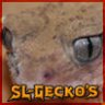 slgeckos