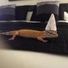 GeckoGrace