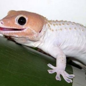 leucistic-tokay-geckos-300x225.jpg