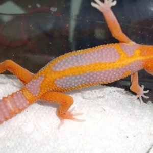 Leopard-Gecko.jpg