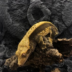 Just a picture of mango the crested gecko