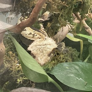 Derpyest little crestie