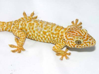 amelanistic-tokay-geckos.jpg