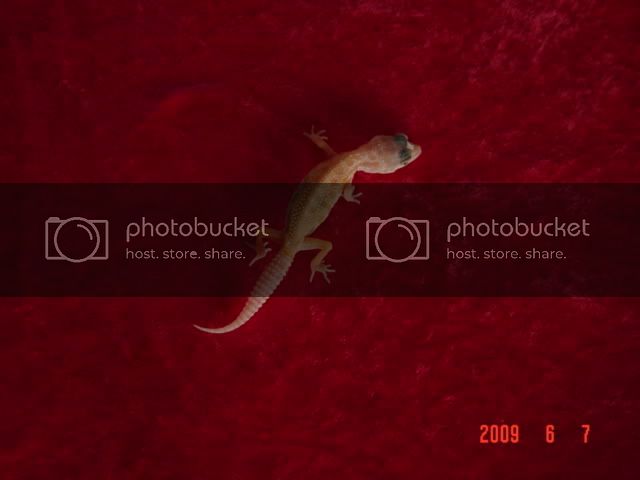 geckos050.jpg