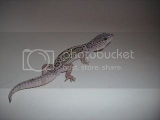 gecko16.jpg