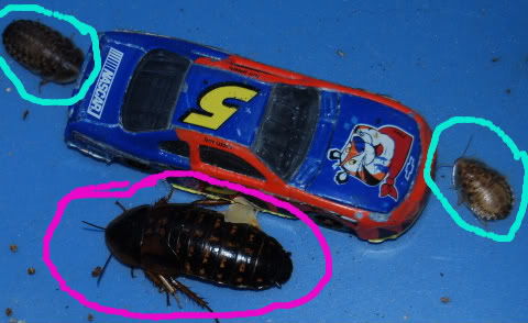 Roaches011.jpg