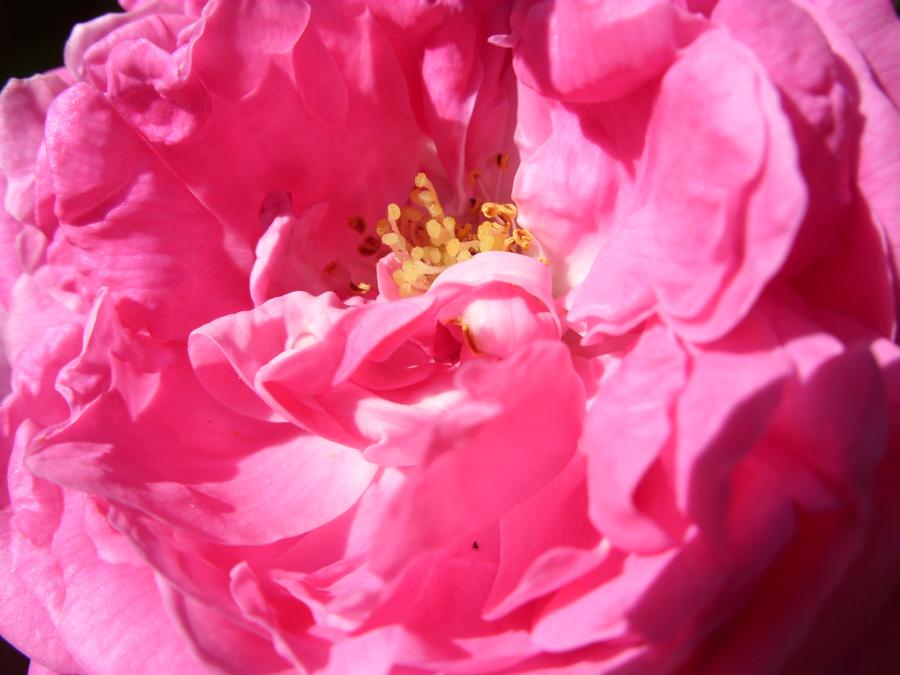 pink_rose_close_up_by_fuzzybuttbunny-d53mfye.jpg