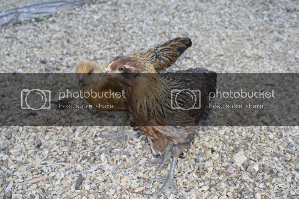 chickens1_zpsa3957741.png