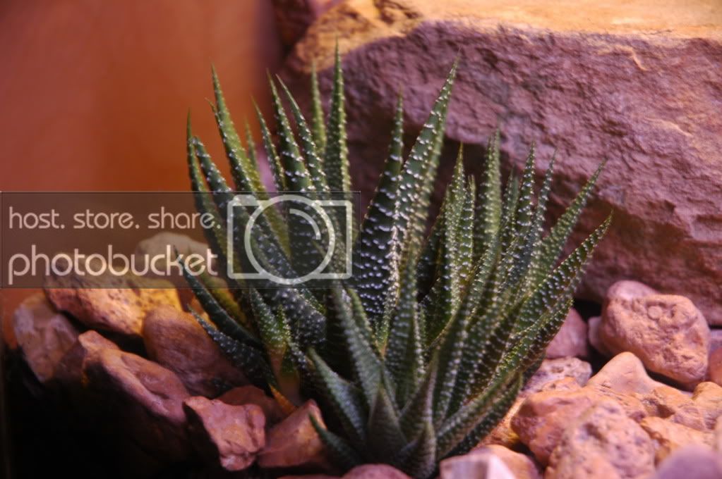 Haworthia.jpg