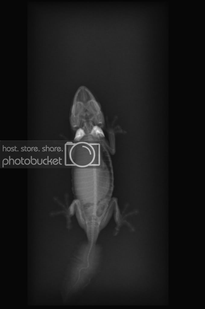 Croppedx-ray.jpg
