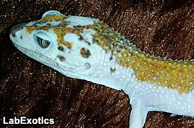 geckoforums-24mar-piedleo-LabExotics.jpg