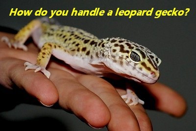 www.lizards101.com