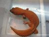 tangerine patternless 501.jpg