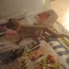 Gex..jpg