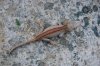 red-striped_garg.jpg