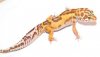 _20_male_tremper_22_grams-433x248.jpg