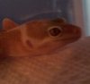 mystery_geckos_eyes2.jpg