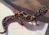 another_mystery_gecko.jpg