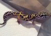 another_mystery_geckopic2.jpg