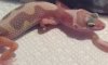 mystery_geckos_eyes.jpg