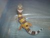 Geckos 001.JPG Geckos 001.JPG