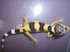 Geckos 002.JPG Geckos 002.JPG