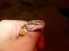 Gecko 001.JPG Gecko 001.JPG
