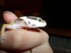 Gecko 002.JPG Gecko 002.JPG
