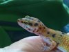 Gecko2.jpg Gecko2.jpg