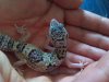 Gecko4.jpg Gecko4.jpg