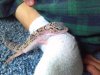 Gecko5.jpg Gecko5.jpg