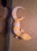 tangerine tremper albino.jpg tangerine tremper albino.jpg
