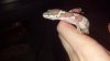 gecko2.jpg