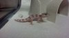 gecko.jpg