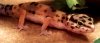 gecko.jpg