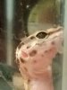 gecko2.jpg