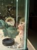 gecko4.jpg