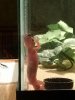 gecko5.jpg