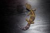 gecko2.jpg