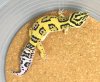 giantboldfemale01_02.jpg