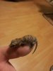 gecko fired up.jpg