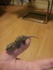 gecko fired up 2.jpg