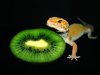 kiwi5x.jpg