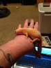 IMG_1927 (480x640).jpg