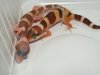 W&Y TREMPER ECLIPSE &TREMPER (Másolás).jpg