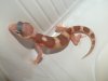 W&Y TREMPER ALBINO ECLIPSE (Másolás).jpg
