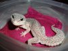 Slither.jpg Slither.jpg
