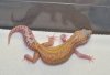 GECKO2.jpg
