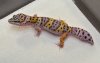GECKO.jpg
